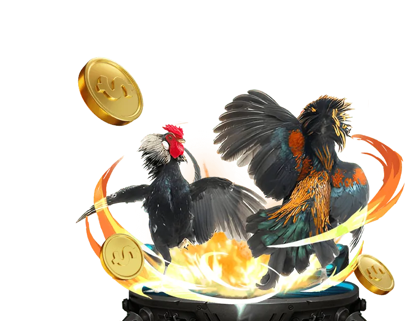 Không khí sôi động tại trường gà Thomo